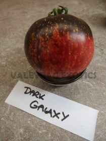Dark galaxy paradicsom - Paradicsom különlegességek az Egzotikus Növények Stúdiója kínálatából